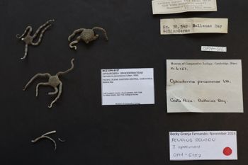 Media type: image; Invertebrate Zoology OPH-6157